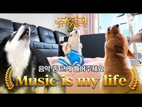 [Juju General Assembly] I’ll pick a song🎶 #AnimalFarm #AnimalFarmCollection #animalfarm