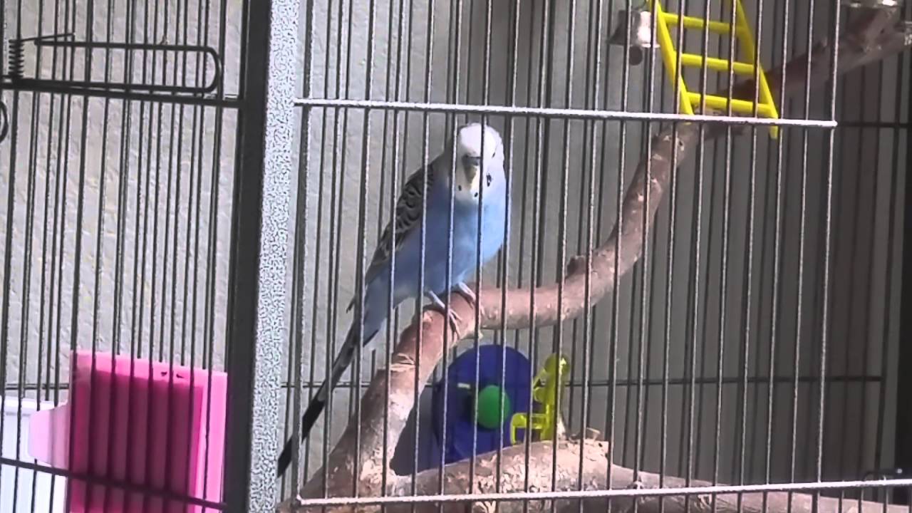 Parakeet making conure noises YouTube