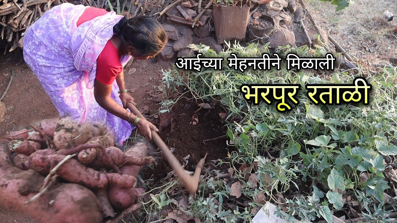 आईच्या मेहनतीने मिळाली रताळी - Sweet Potato Farming, Konkan Village | Sangameshwar, Ratnagiri