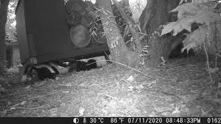DSCF0162 FB HERD OF BABY SKUNKS UNDER BOX