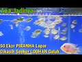 50 Ekor PIRANHA Dikasih Seekor Louhan GALAK