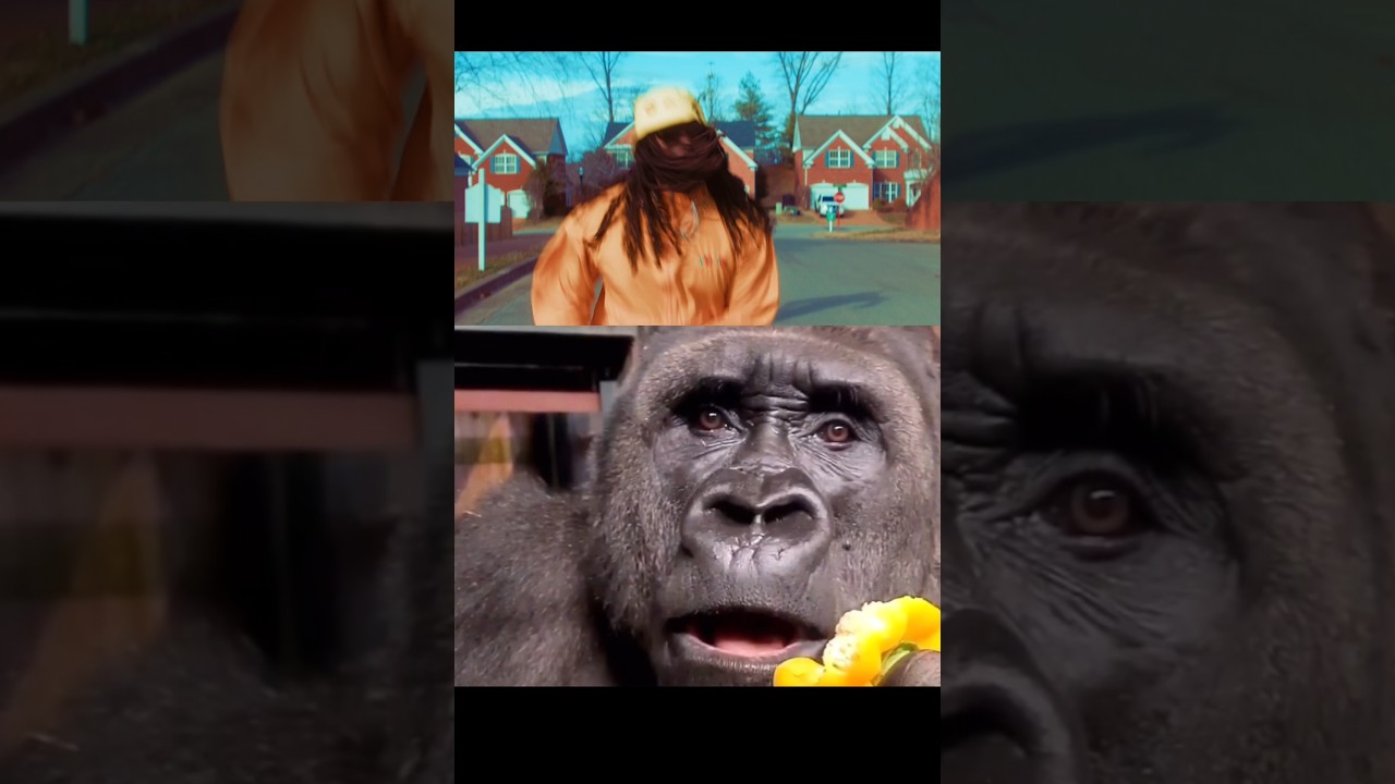 Ape reacts to man in ape costume 🦍😂 