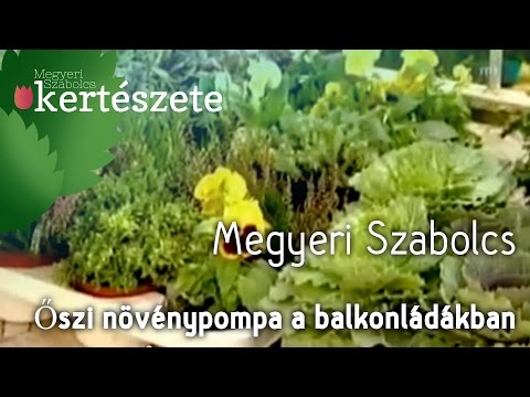 Videó: Az őszi kert finom virágai: kökörcsin, őszirózsa, vaccaria és chelon