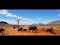 Kenia Safari Tsavo East & West 2019