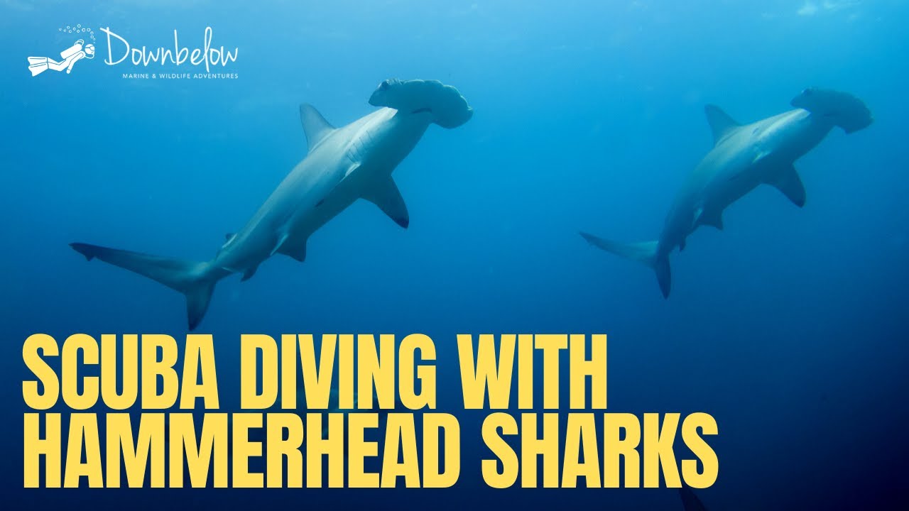 Diving with Hammerhead Sharks at Sipadan, Sabah, Borneo - YouTube