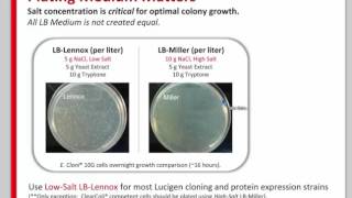 Competent Cells 101: Maximizing Your Success in Cloning, Protein Expression, and Library Generation
