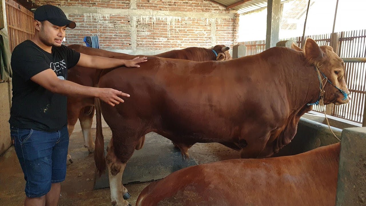 Proses Penyuntikan Obat Anti Parasit pada Sapi yang Baru Masuk Kandang