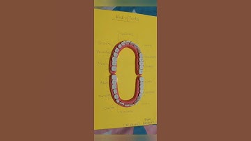 Very easy Teeth Model Making/Teeth Model using clay and wheat flour/Teeth Model with play doh