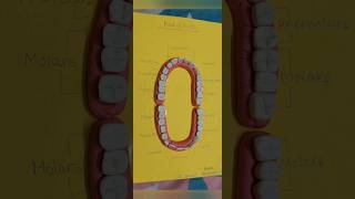 Very easy Teeth Model Making/Teeth Model using clay and wheat flour/Teeth Model with play doh