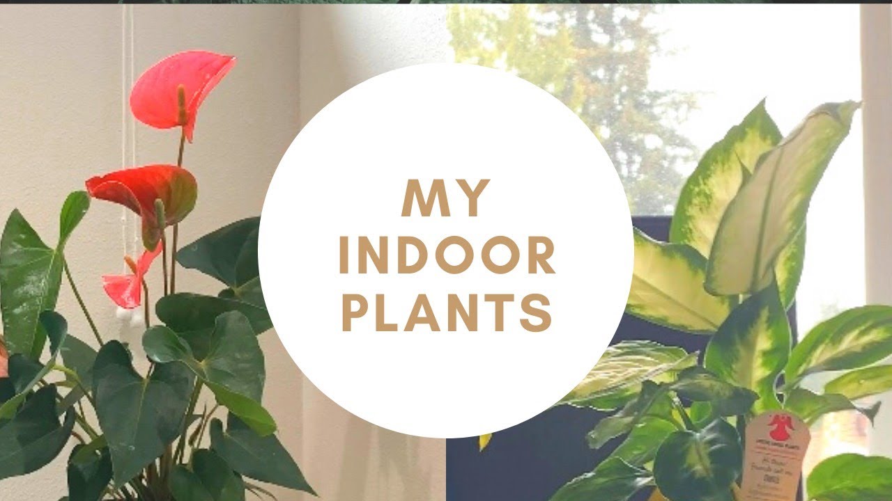 My Indoor Plants Collection || #USA #vlog ||America lo Telugu ammayi || Healthy lifestyle || #telugu