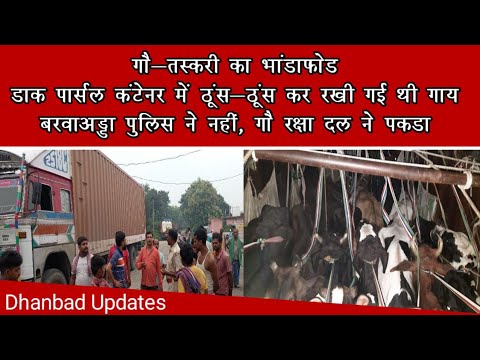 गौ-तस्करी का भांडाफोड़, डाक पार्सल कंटेनर में ठूंस-ठूंस कर रखी गई थी 40 गाय, गौ रक्षा दल ने पकड़ा