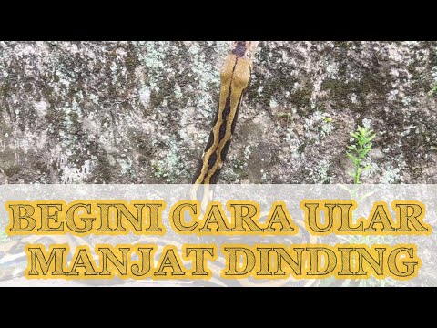 Video: Adakah cara ular itu ditemui?