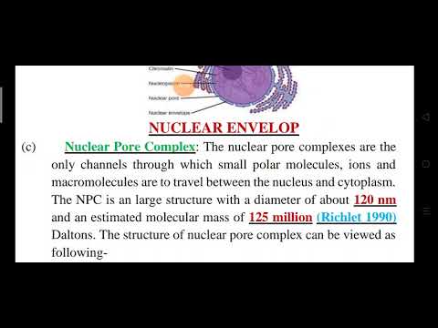 Nuclear Pore Complex - YouTube