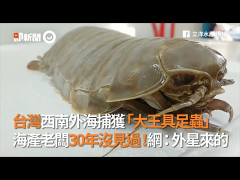 台灣西南外海捕獲大王具足蟲Giant Isopod 30年海產店老闆首次見識 | 動物 | 海洋生物 | 2019