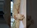 so cute #cat #cute #fyp #foryoupage #beranda