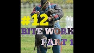 Beginning Of Bite Work Hybrid Pit Bull Shepherd Training Attack Protection Dog Trained