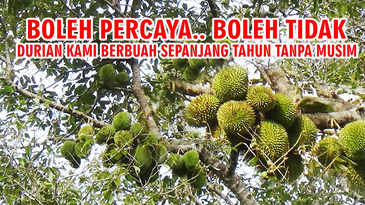 RAHASIA KAMI ❗ PERAWATAN DURIAN BERBUAH SEPANJANG TAHUN TANPA MUSIM BUAH LEBAT ANTI RONTOK