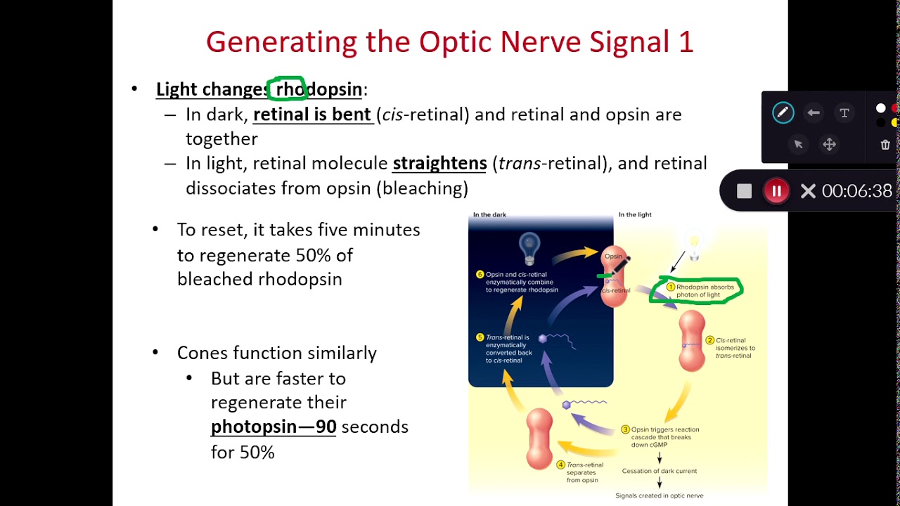 BIOL 214 Converting Photons to Action Potentials (Ch 16 Part 7) - YouTube