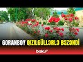 Gözoxşayan gül mənzərəsi | Goranboy küçələrindən görüntülər