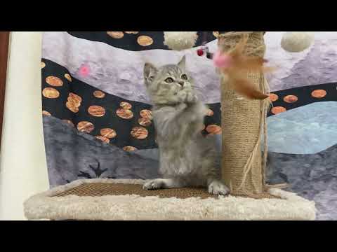 Video Mèo Anh lông ngắn Tabby blue má bánh bao, mép dầy, mắt... - youtube