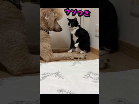 入院していた兄犬が帰ってくる！#捨て猫#スタンプー#マルプー#売れ残り