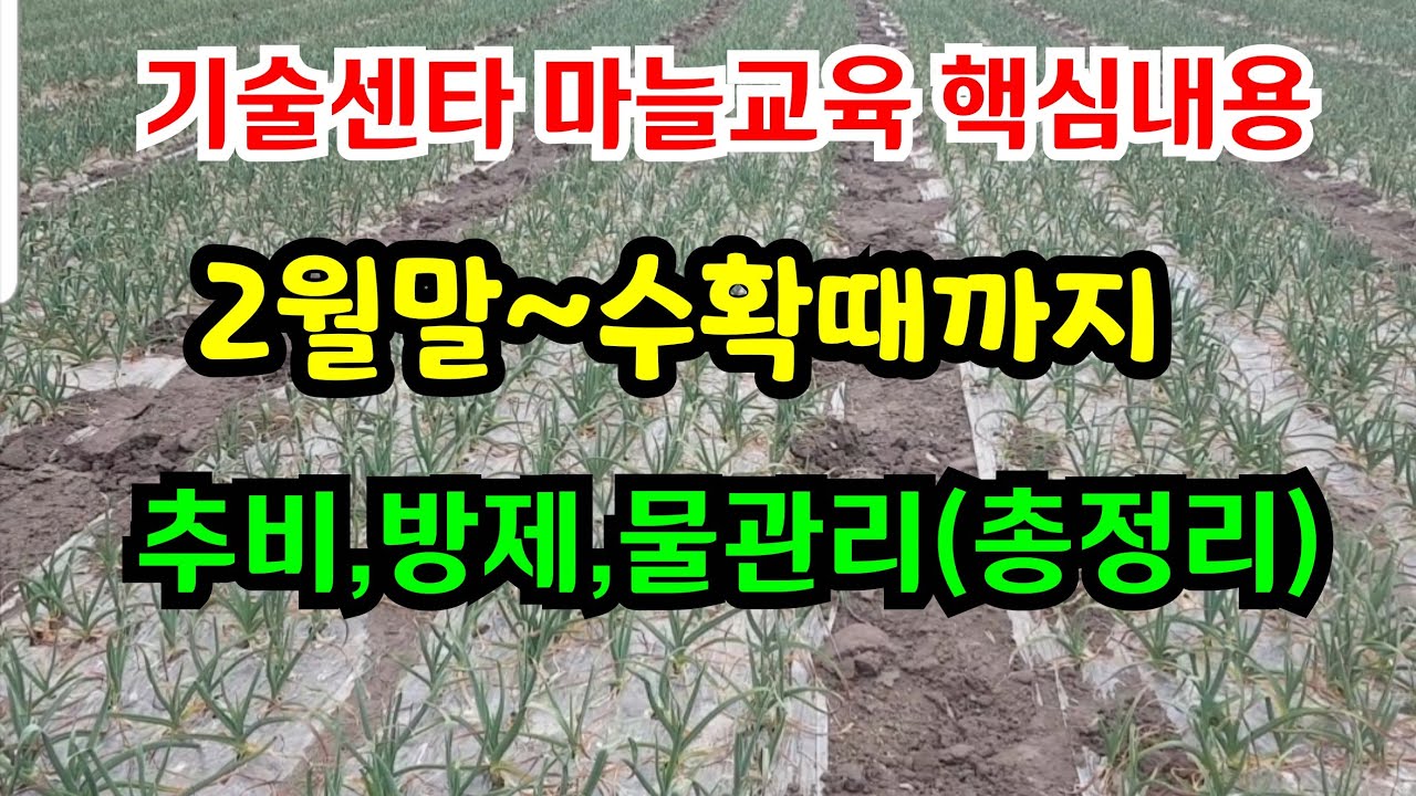 굵은 마늘 재배 핵심 정리 (부직포 걷는 시기부터 수확까지) 추비,방제,물관리등 #마늘재배 #굵은마늘 #마늘추비 #마늘방제 #마늘물주기 #마늘수확 #마늘농사