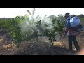 Fertilizando limón persa con fertilizante orgánico Pak'al Che'®