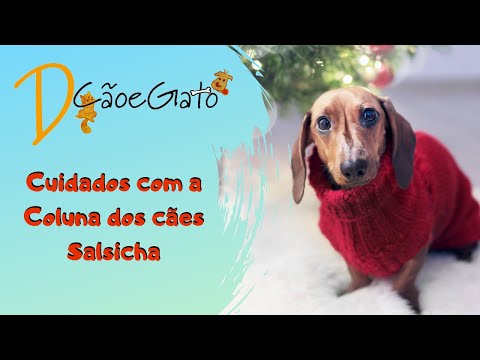 Vídeo: Como evitar problemas nas costas em Dachshunds