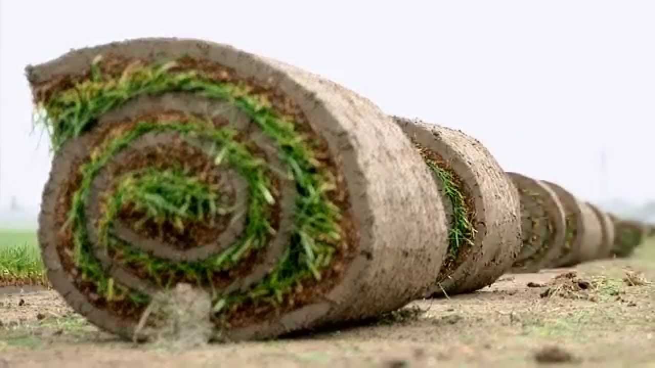 Zakladanie trávnika - trávny koberec - YouTube