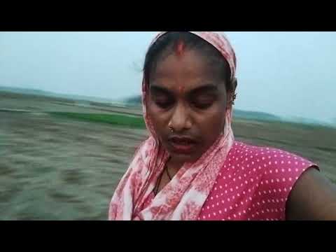 खेत में आना पड़ता है धान का दियादेखने 🌾🌾🙏