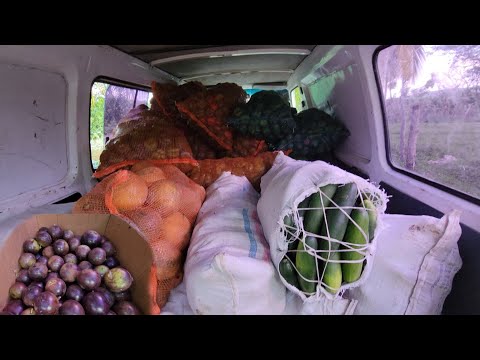 reaping produce for the market in the rain this is what too much rain do to your farm