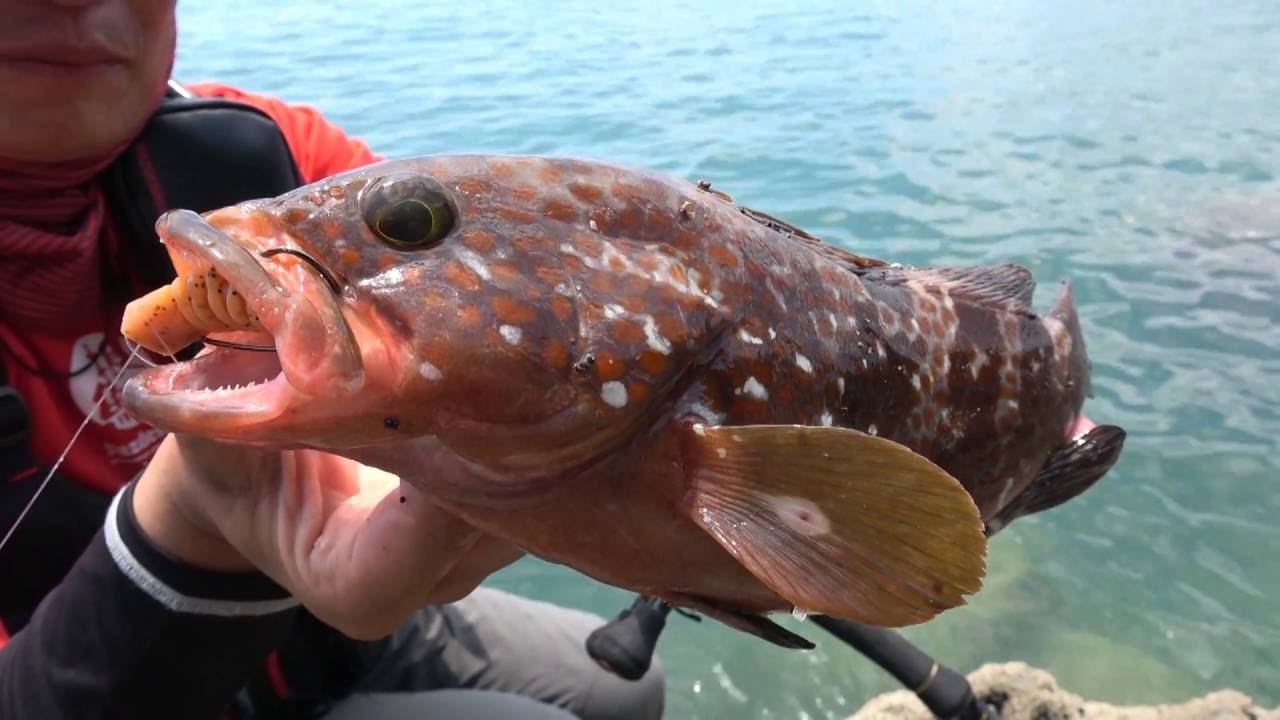 磯rock魂７ ハンター塩津 ハタ を語る Youtube