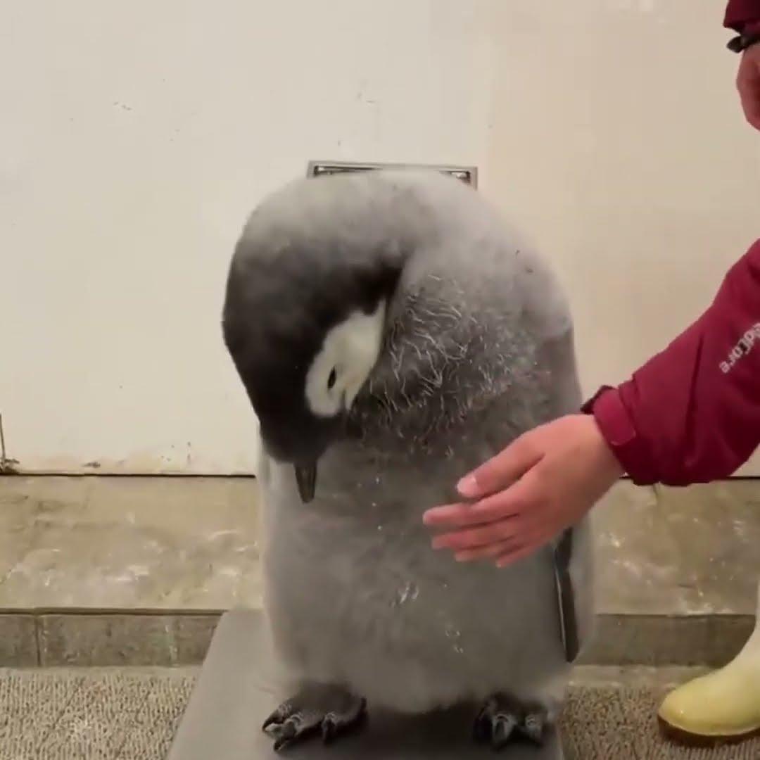 O PINGUIM NÃO QUER FAZER DIETA #shorts