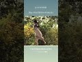 | JPOP推薦 | Blue Bird/熊川みゆ(Myuk) #shorts