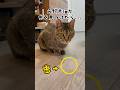 飼い猫になった元野良猫が虫を見つけるとこうなる。 #shorts #野良猫から家猫へ #保護猫 #cat #猫のいる暮らし