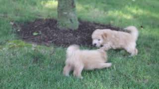 Maltipoo Puppies For Sale