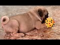 VIDEO NGẮN | Chó Pug mặt xệ & Poodle
