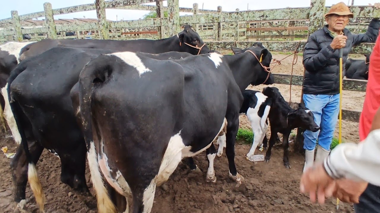 FEIRA DAS VACAS LEITERAS EM CAPOEIRAS PERNAMBUCO 06 de março de 2026