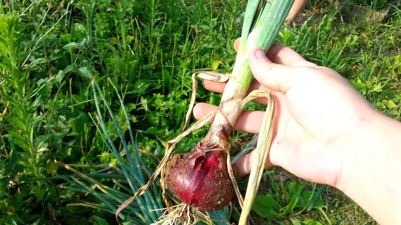 Is It Too Early To Harvest Onions? YouTube