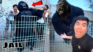 Talli Or Javed Ko Gorilla Cage Mein Band Kr Dea Saza Di