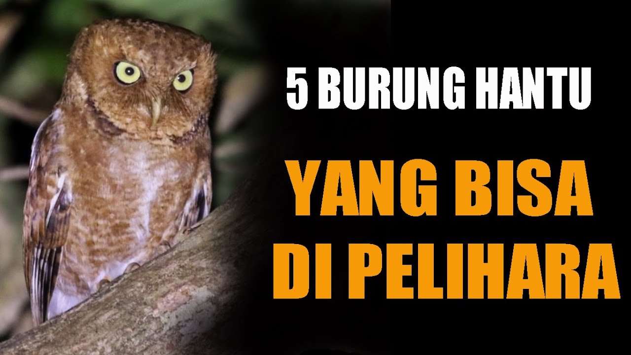 440 Gambar Burung Pungguk Kartun HD Terbaru