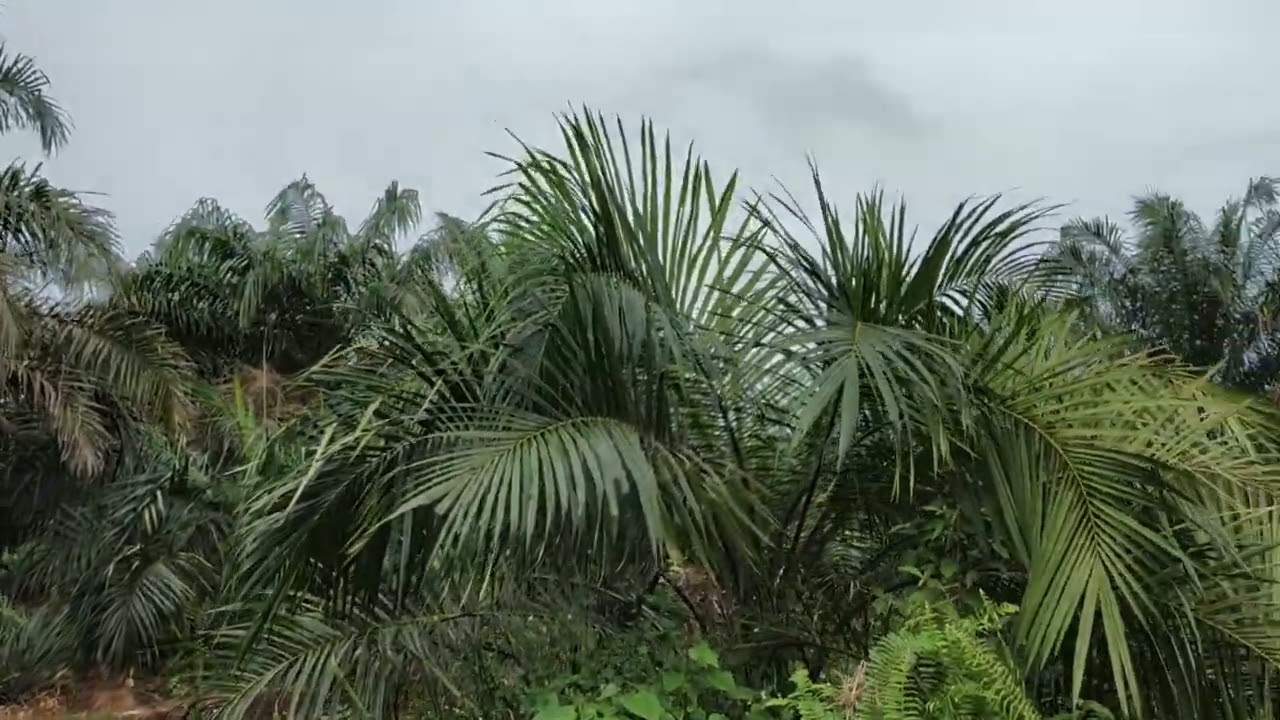 Seu Supreme & Sriwijaya 5 usia ± 2 tahun di lahan gambut tebal