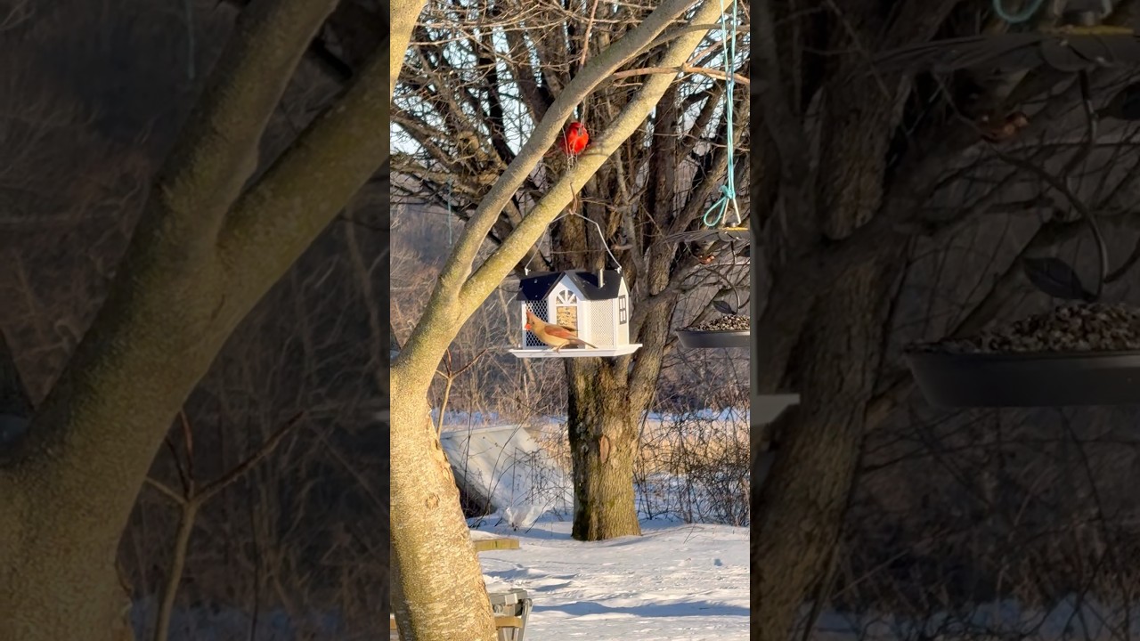 Кормушки для птиц Kingsyard Birdfeeders — отличное место для наблюдения за птицами во время снего...