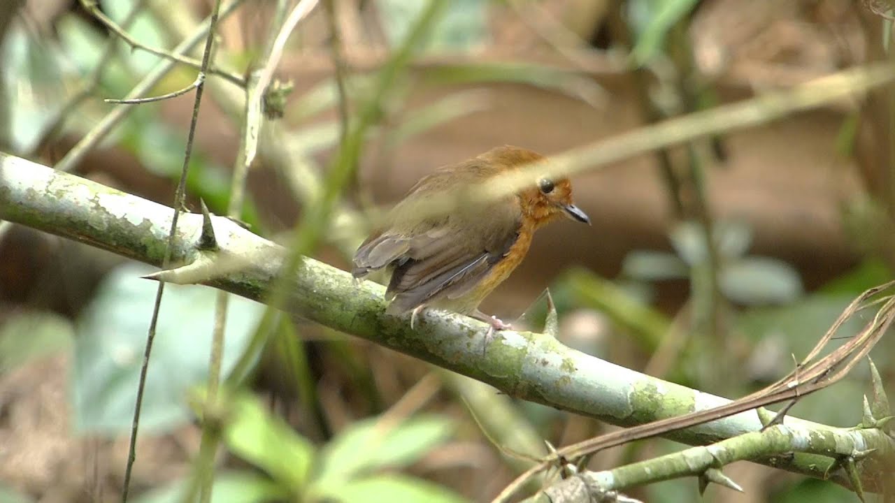 Rusty-breasted Antpitta (Grallaricula ferrugineipectus) - Bituima