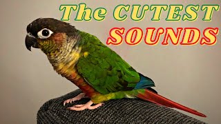 Sleepy bird sounds | Parrot sounds and noises | Parrot asmr | green cheek conure
