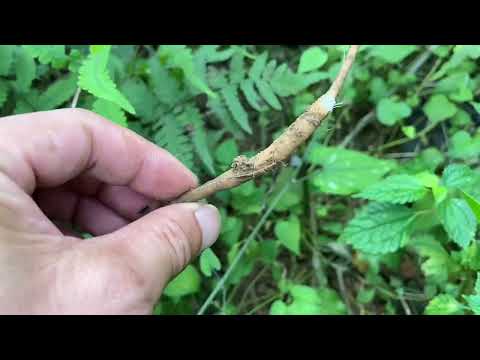 Video Cây Ngưu tất đỏ, bổ cho thận gúp liền xương cực nhanh,... - youtube