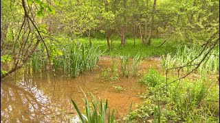 Mia verda paradizo (Kanto en Esperanto)