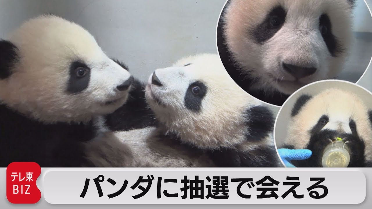 上野パンダ 一般観覧の申し込み始まる（2021年12月21日） - YouTube