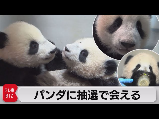 上野パンダ 一般観覧の申し込み始まる（2021年12月21日） - YouTube