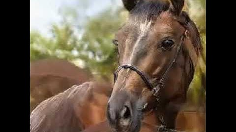 These Horses do NOT exist | Interpolation Loop (StyleGAN2)